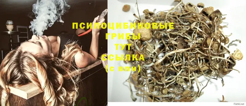 Галлюциногенные грибы GOLDEN TEACHER  Лахденпохья 